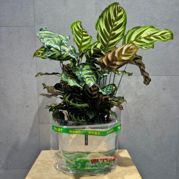 Калатея